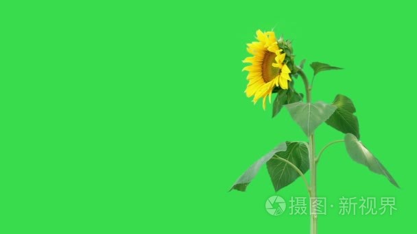 明亮的向日葵植物视频