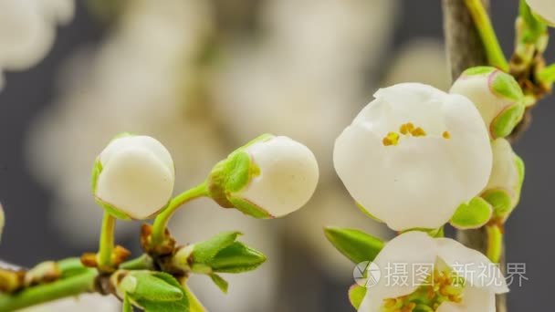 Plum flowers growing