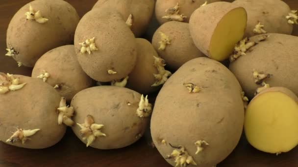 发芽的土豆种植在木质表面上短视频