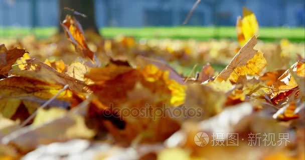 秋天的树叶飘落在公园里视频
