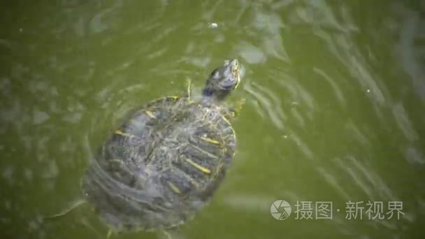 沼泽龟浮出水面上水面呼吸空气视频