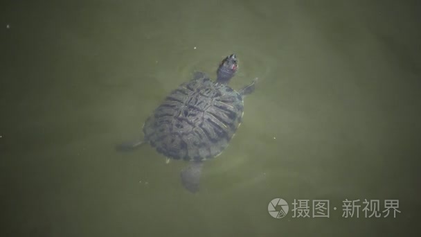 沼泽龟浮出水面上水面呼吸空气视频