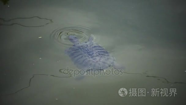 沼泽龟浮出水面上水面呼吸空气视频