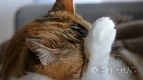 搞笑可爱猫咪清洗爪子视频