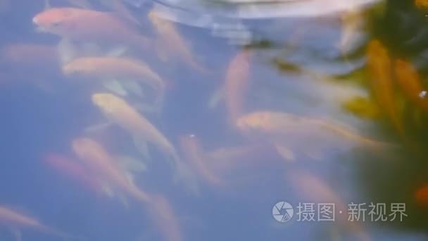 鱼浮上水面的池塘视频