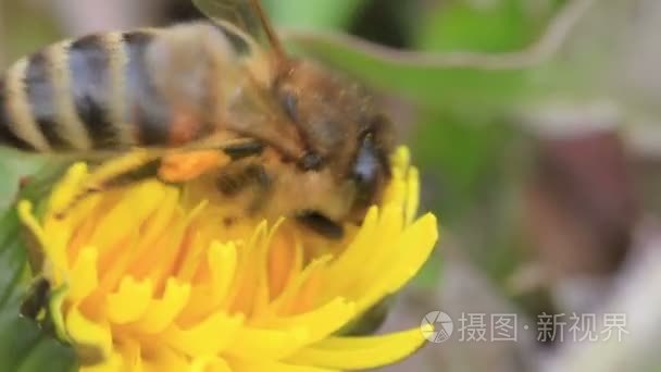 蜂蜜蜜蜂授粉的黄色花特写视频