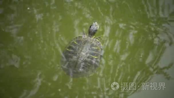 沼泽龟浮出水面上水面呼吸空气视频