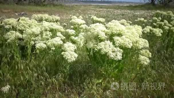 草本植物在风中摇摆视频