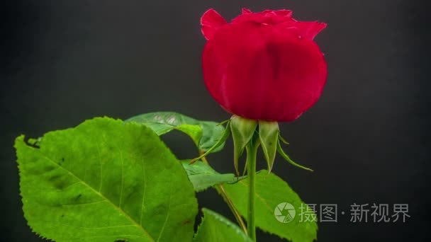 红色玫瑰花种植视频