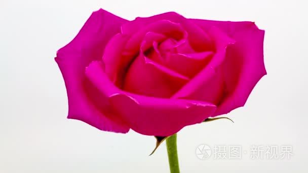 粉红色的玫瑰花朵视频