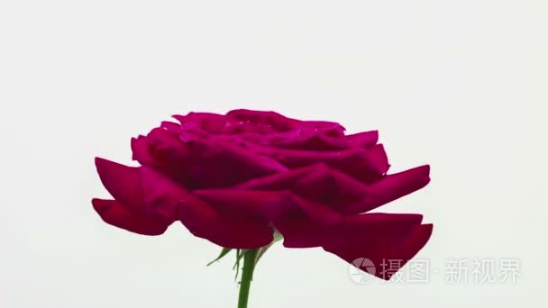紫玫瑰花种植视频