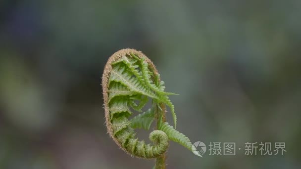 羊齿类植物生长在自然界中视频