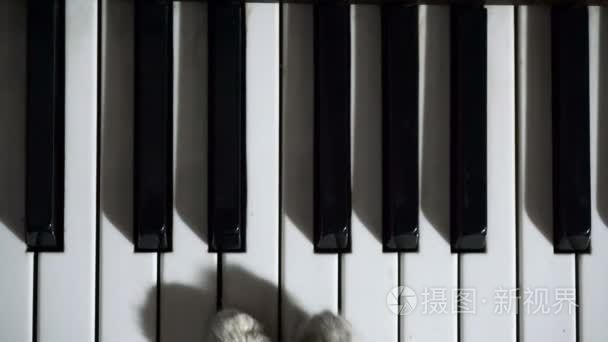 猫咪弹钢琴视频