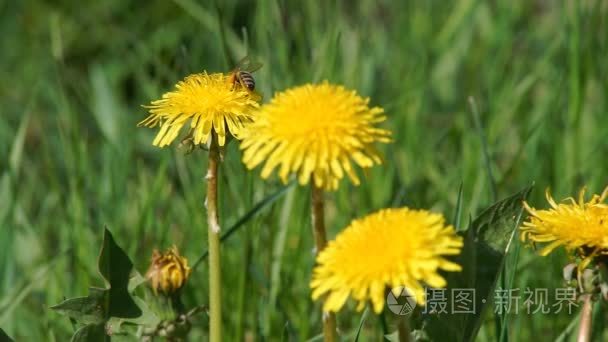 蜜蜂收集花粉