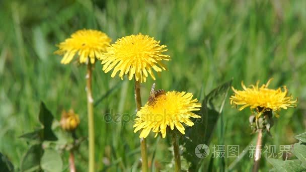 蜜蜂收集花粉