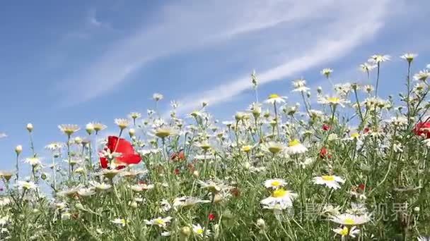 洋甘菊花自然背景