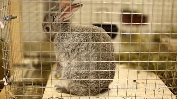 兔子繁殖灰色龙猫关在笼子里视频