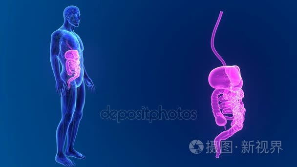 人体消化系统的解剖视频