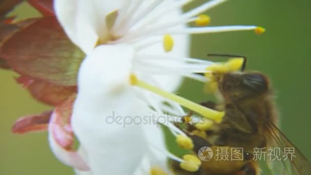 收集花蜜的蜜蜂视频