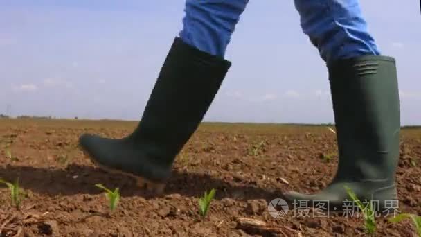 农民在玉米苗期田间散步视频