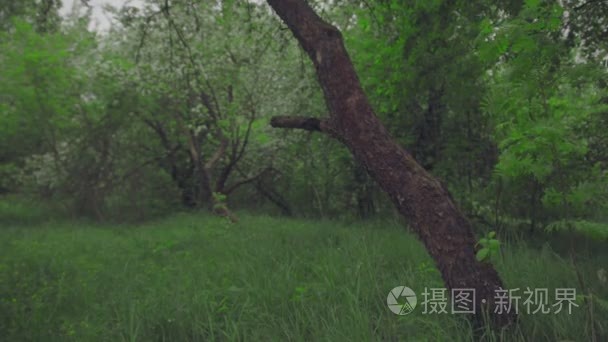 春天在植物园里 田野里有百合的红叶 在森林背景绽放的苹果树mov格式视频下载 正版视频编号016j8e 摄图新视界视频库