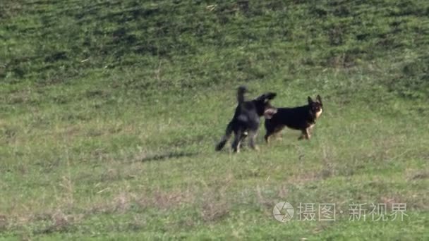 狗奔跑和玩耍视频