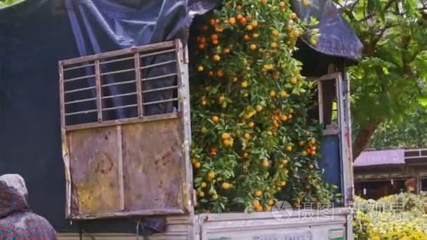 卡车运输橘树视频