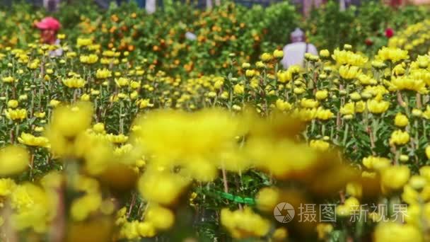 菊花在街边市场视频