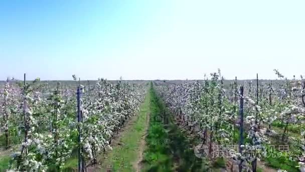独家苹果种植园视频