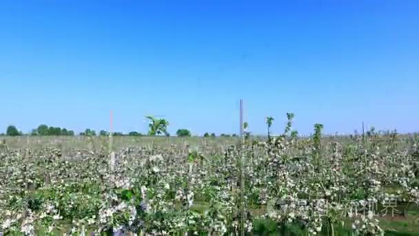 独家苹果种植园视频