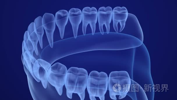 口腔牙龈和牙齿 x 射线视图。医学上准确牙 3d 动画