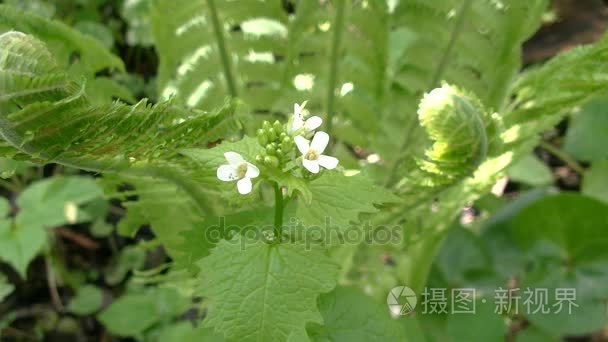 Alliaria petiolata，大蒜芥菜