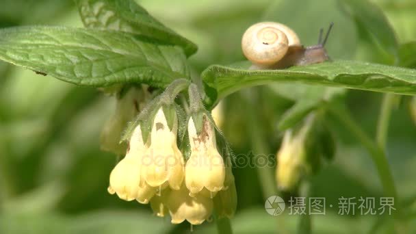 聚合马铃薯块茎紫草科植物视频