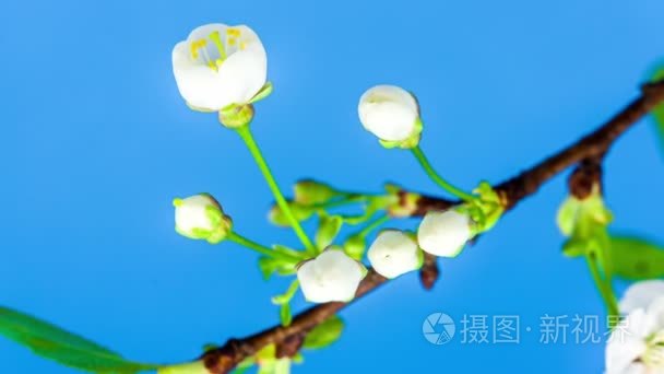 美丽的梅花花朵生长视频