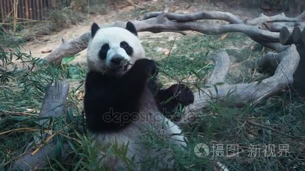 大熊猫吃竹子的熊视频