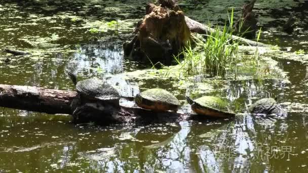 佛罗里达州海龟在日志上晒黑视频