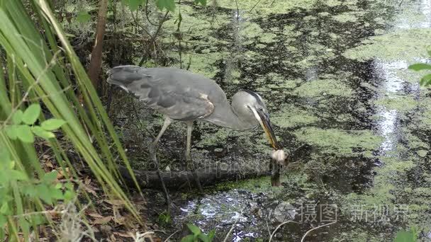 大蓝鹭捕食大鲶鱼