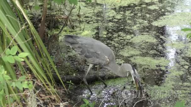 大蓝鹭捕食大鲶鱼