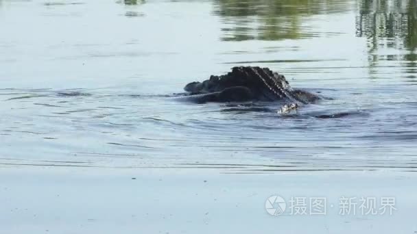 大鳄鱼跳后鱼视频