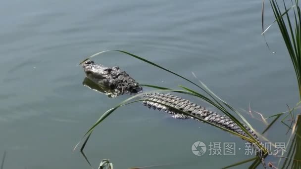 在繁殖季节咆哮的大鳄鱼视频