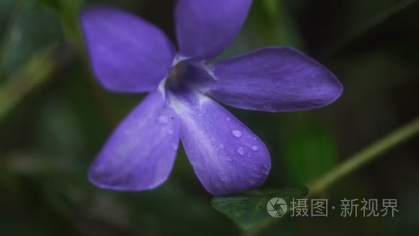 紫砂花盆具有露水移动从风视频