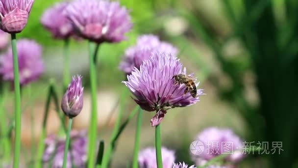 一只蜜蜂采集花粉从观赏洋葱的紫色的花