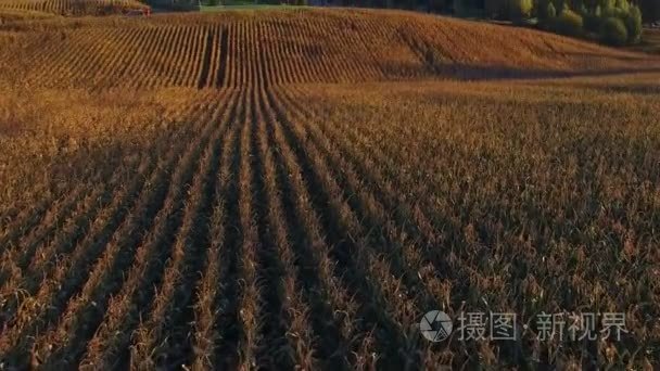 在金色的夕阳，成熟的玉米田上空飞行鸟瞰全景图