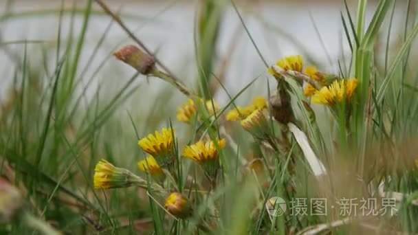 自然背景。黄色花款冬生长和开花的第一春热到来