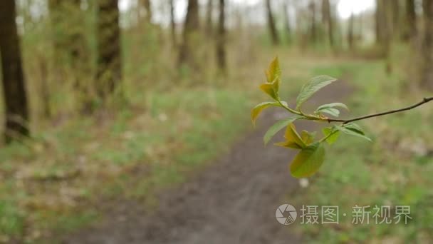 森林。用树树枝的春天风景。饱和的绿色采摘树叶