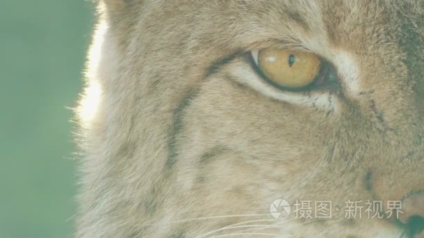 欧亚猞猁是中型猫原产于西伯利亚、 中非、 东非，和亚洲南部、 北部、 欧和东欧