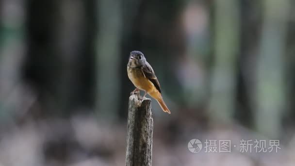 铁锈色鹟 Muscicapa 麻鸭泰国可爱的鸟视频