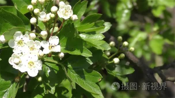 在森林和花园的春天的花朵视频