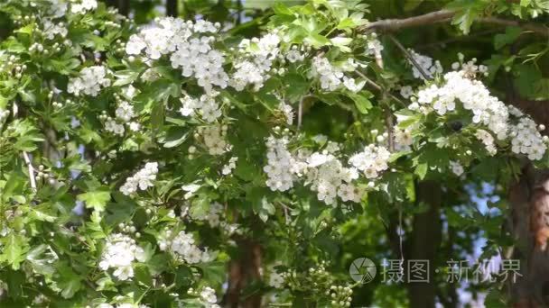 在森林和花园的春天的花朵视频