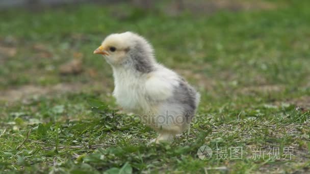 绿草为背景的小鸡视频